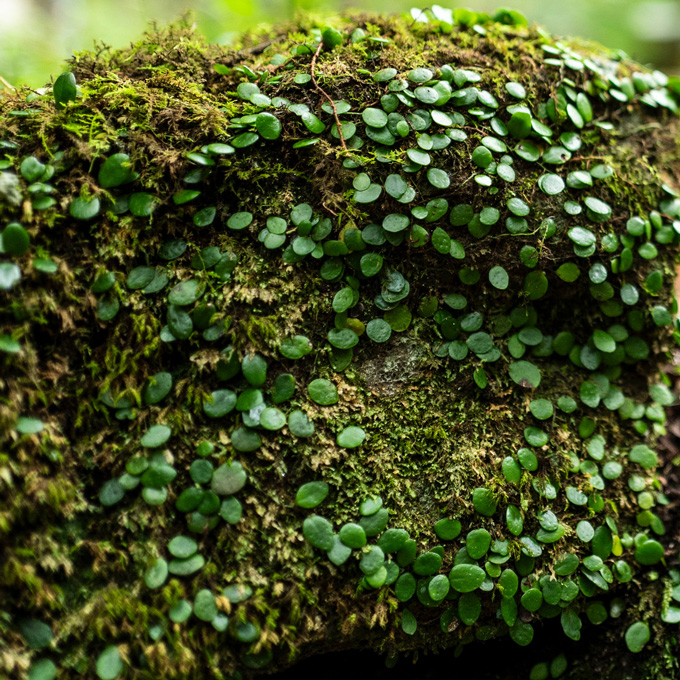MOSS