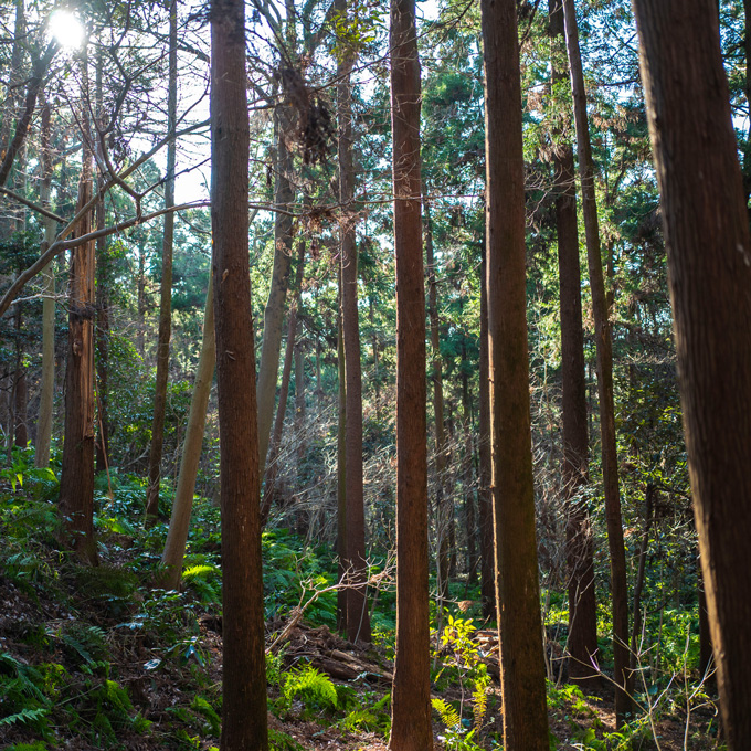 WOODS