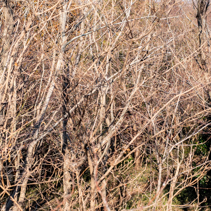 BRANCH